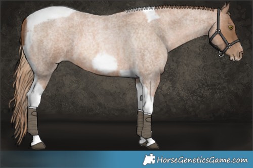Horse Color:Liver Red Roan Pearl Tobiano Frame 