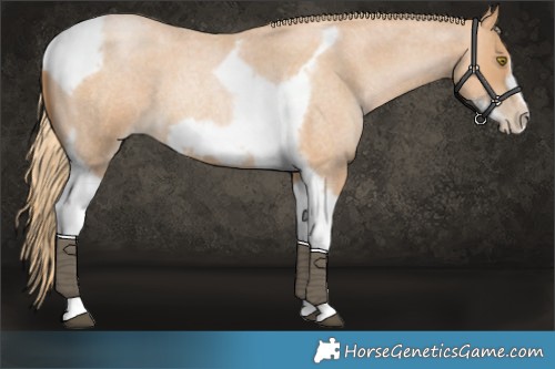 Horse Color:Red Roan Pearl Tobiano Frame 