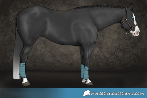 Horse Color:Black Splash 