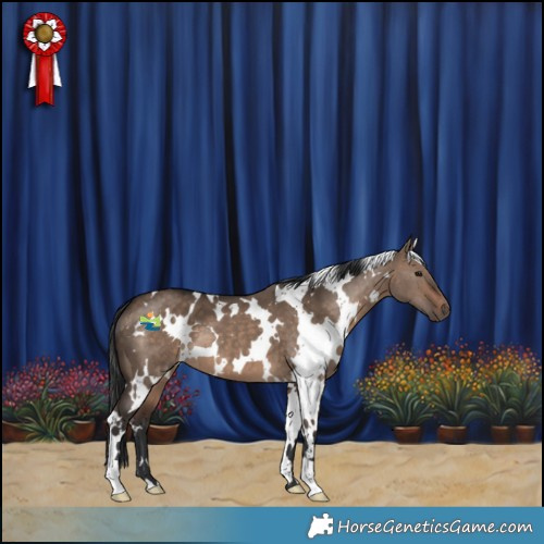 Horse Color:White Spotted Brown Dun 