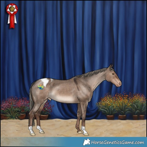 Horse Color:Liver Red Dun Mushroom Appaloosa 