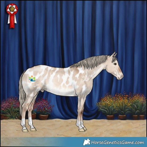Horse Color:Red Dun Mushroom Appaloosa 