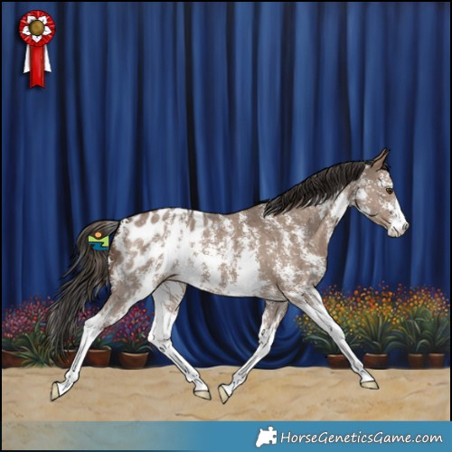 Horse Color:Liver Red Dun Sabino Appaloosa 