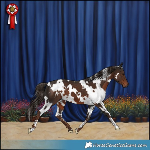 Horse Color:White Spotted Liver Chestnut 