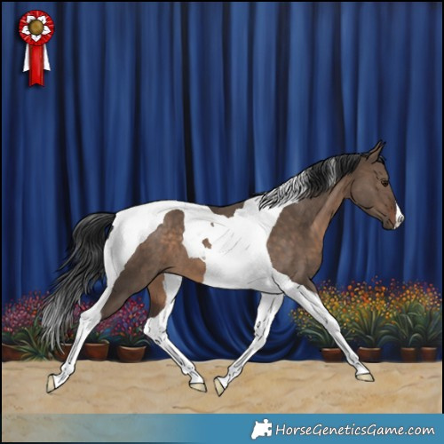 Horse Color:Brown Dun Tobiano 