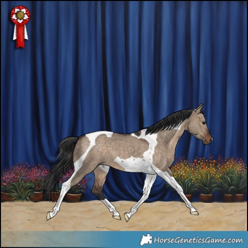 Horse Color:Brown Dun Tobiano 