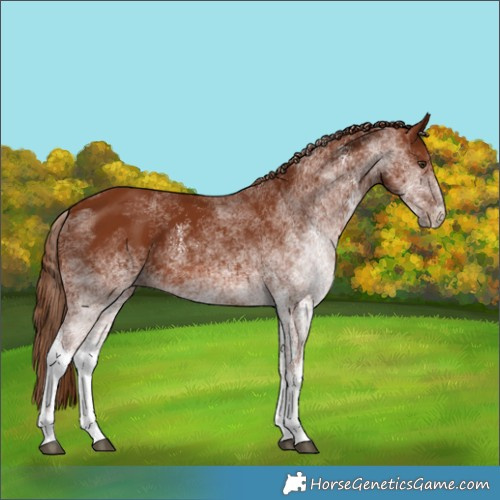 Horse Color:White Spotted Chestnut