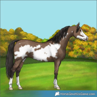 Horse Color:Liver Red Dun Frame 