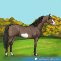 Horse Color:Brown Dun Frame 
