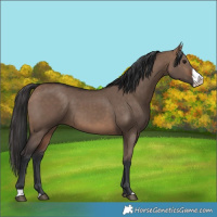 Horse Color:Brown Dun Frame