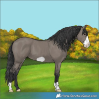 Horse Color:Grullo Frame