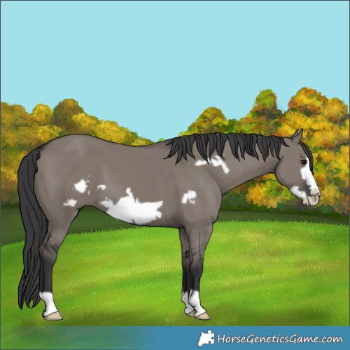 Horse Color:Grullo Frame 