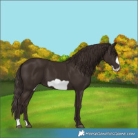 Horse Color:Liver Chestnut Frame