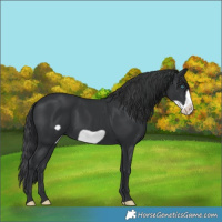 Horse Color:Black Frame 