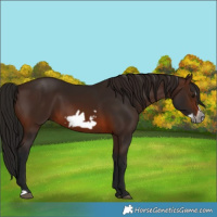 Horse Color:Gray Bay Frame 