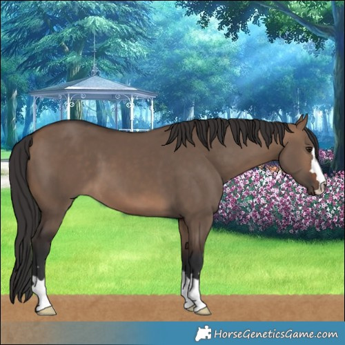 Horse Color:Brown Dun 