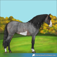 Horse Color:Brown Roan Frame 