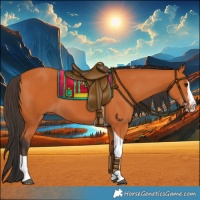 Horse Color:Bay Splash Tobiano