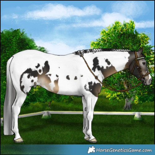 Horse Color:Gray White Spotted Buckskin Tobiano 