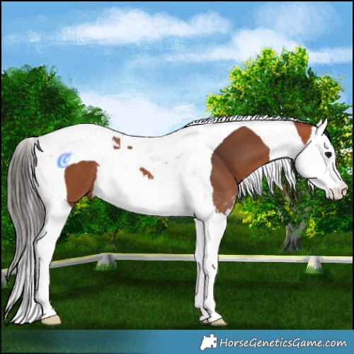 Horse Color:Bay Splash Tobiano 