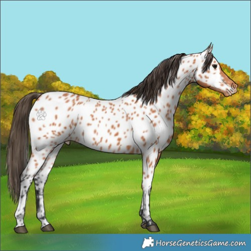 Horse Color:Bay Near Leopard