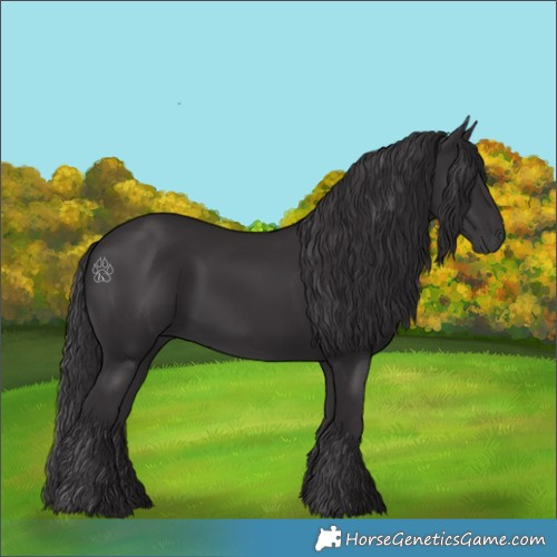 Horse Color:Smoky Black 