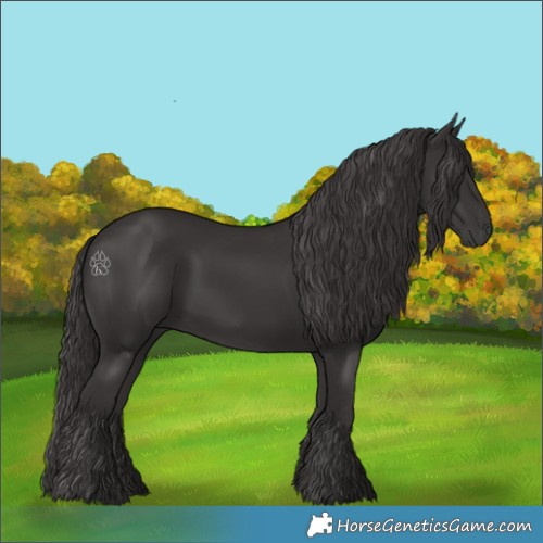 Horse Color:Smoky Black