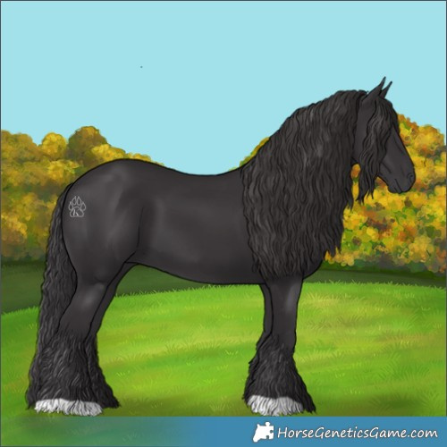 Horse Color:Smoky Black 