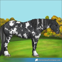 Horse Color:White Spotted Black Appaloosa