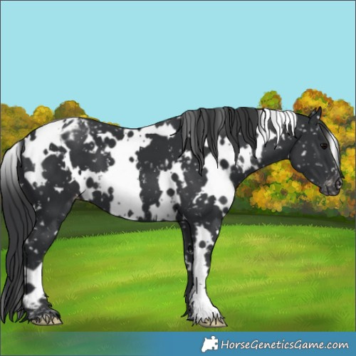 Horse Color:White Spotted Black Appaloosa