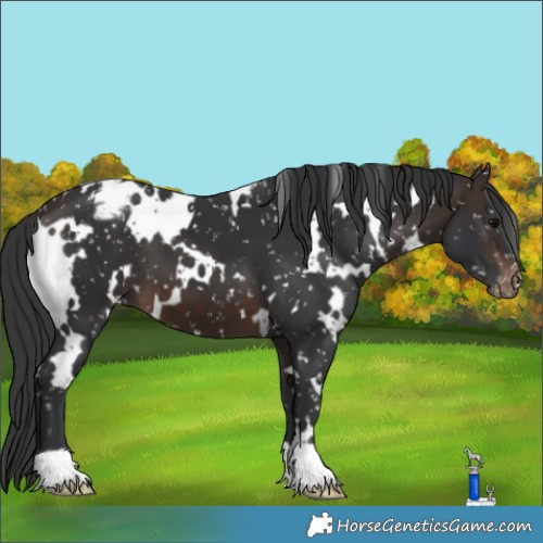 Horse Color:White Spotted Brown Appaloosa 