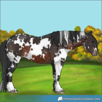 Horse Color:White Spotted Brown Appaloosa 