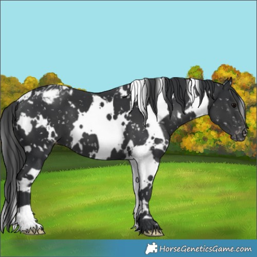 Horse Color:White Spotted Black Appaloosa 