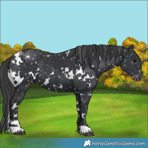 Horse Color:White Spotted Black Appaloosa 