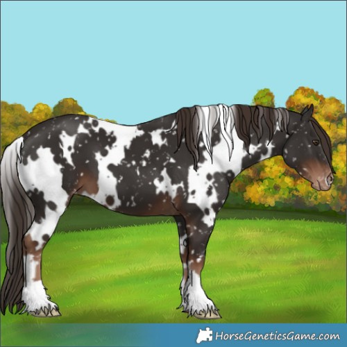 Horse Color:White Spotted Liver Chestnut Appaloosa 