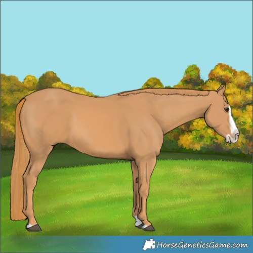 Horse Color:Chestnut Splash 