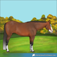 Horse Color:Bay Splash 
