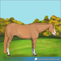Horse Color:Chestnut Splash