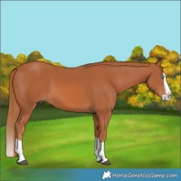 Horse Color:Chestnut Splash