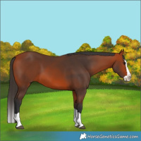 Horse Color:Bay Splash 