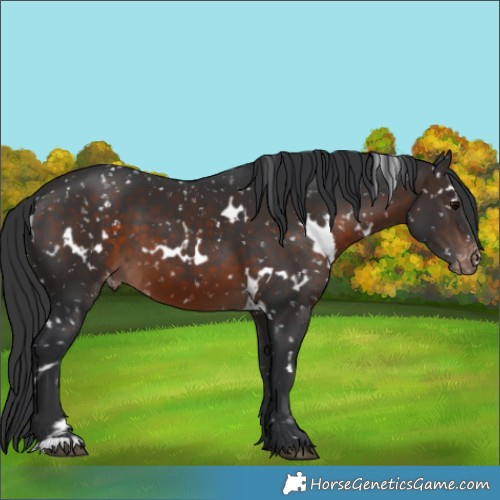 Horse Color:White Spotted Brown Appaloosa 