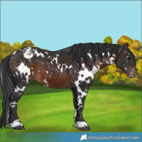 Horse Color:White Spotted Brown Appaloosa 