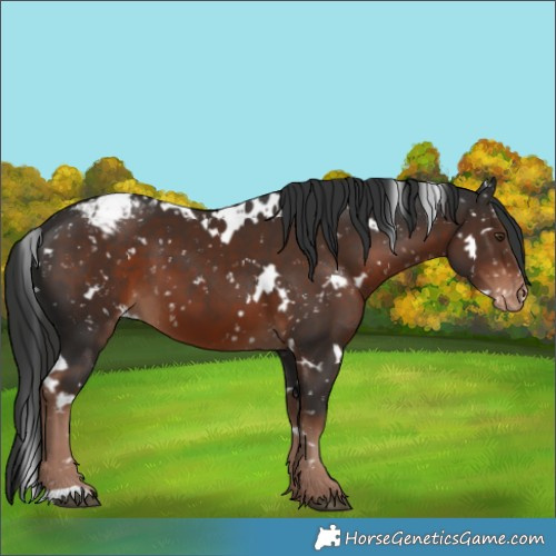 Horse Color:White Spotted Liver Chestnut Appaloosa 