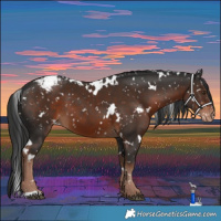 Horse Color:White Spotted Liver Chestnut Appaloosa