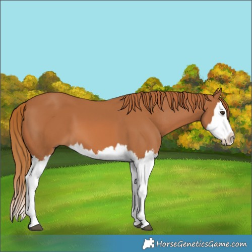 Horse Color:Chestnut Splash 