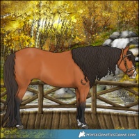 Horse Color:Bay Splash
