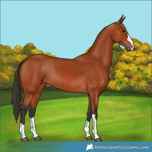 Horse Color:Bay 