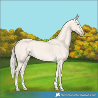 Horse Color:Cremello Dun Tobiano