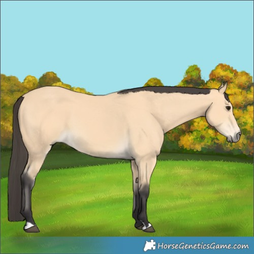 Horse Color:Buckskin