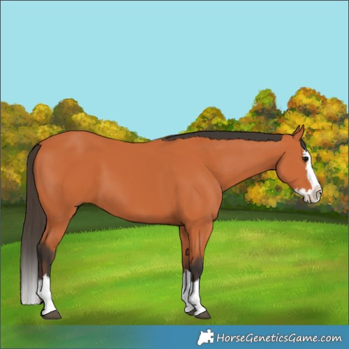 Horse Color:Bay Splash 
